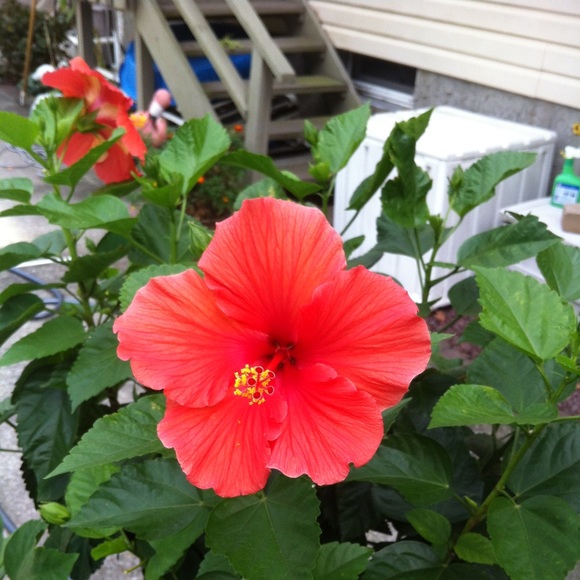 3DeeCloset - Picture 7 of 9